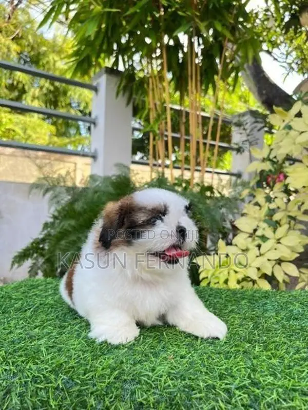 Shih Tzu