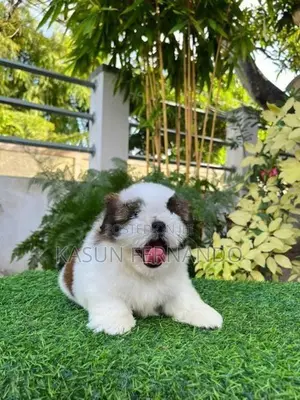 Shih Tzu