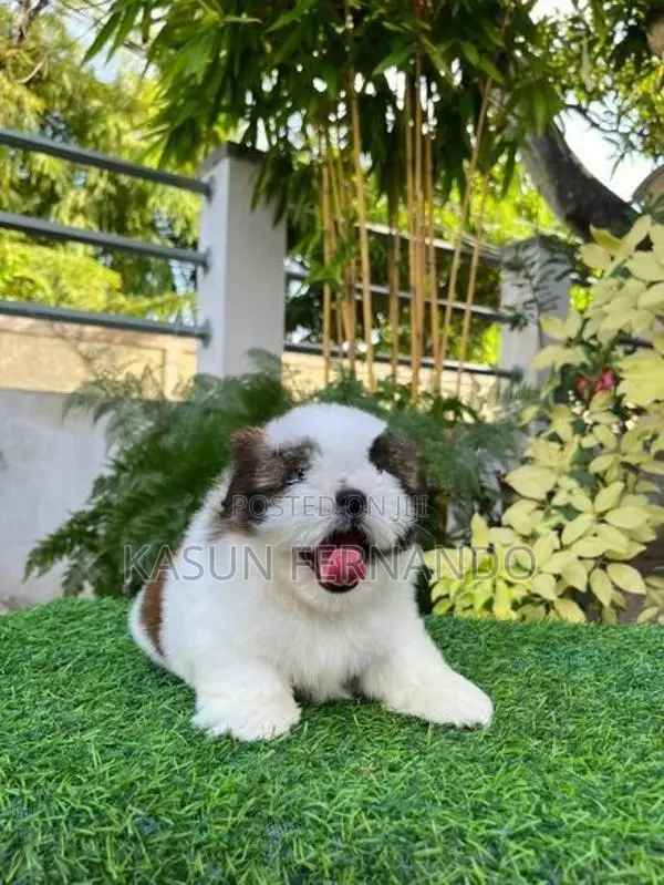 Shih Tzu