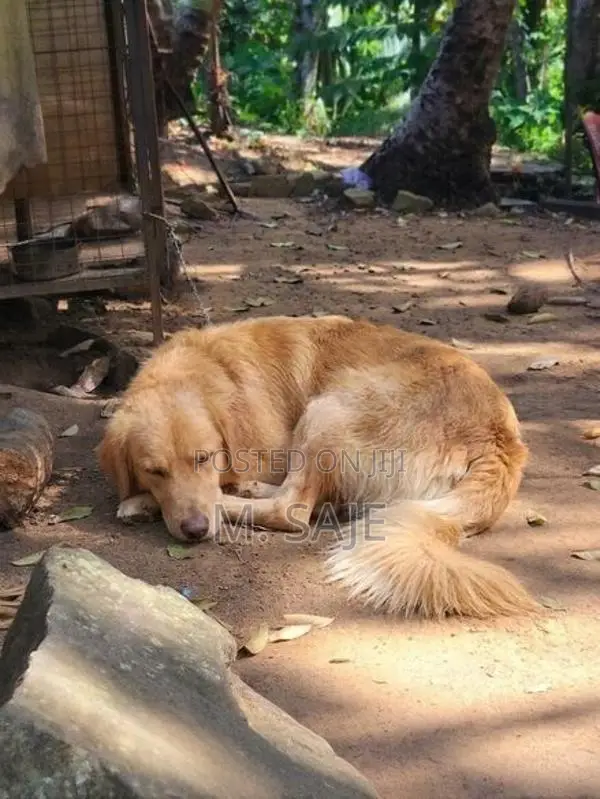 Golden Retriever