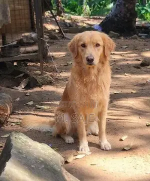 Golden Retriever