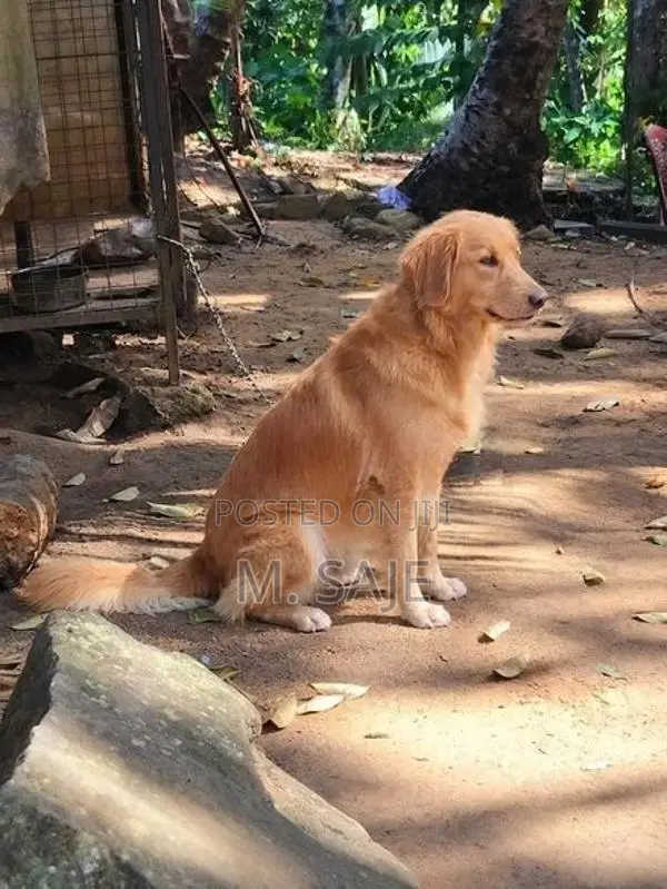 Golden Retriever