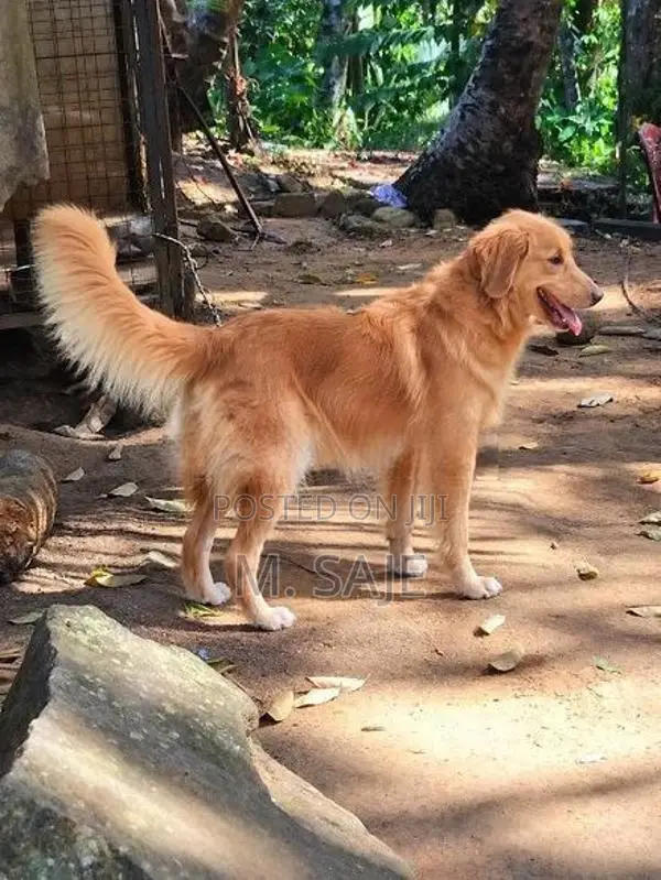 Golden Retriever