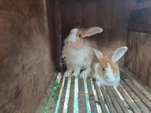 Angora Rabbit