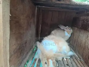 Angora Rabbit