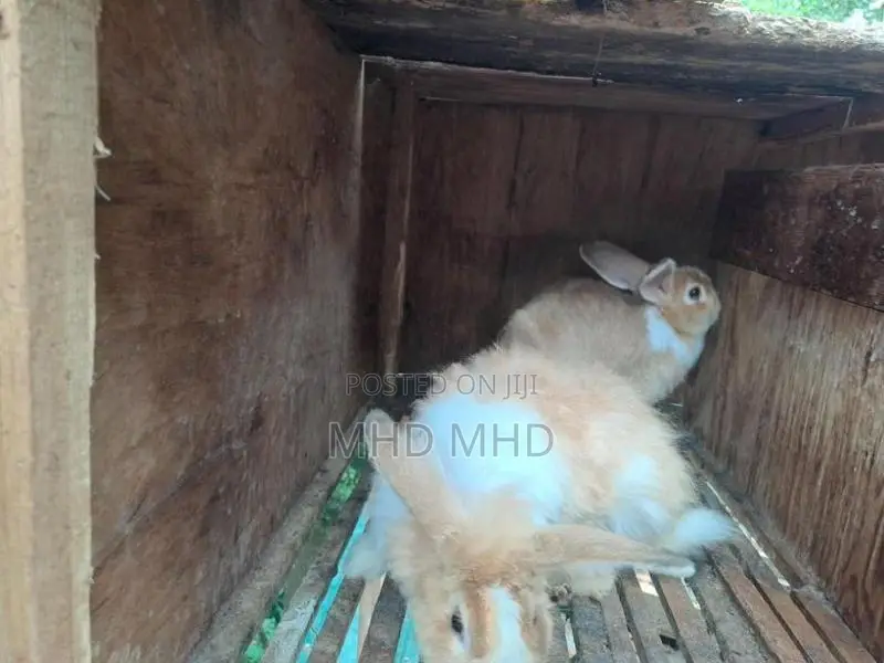 Angora Rabbit