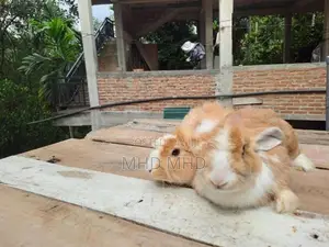Angora Rabbit
