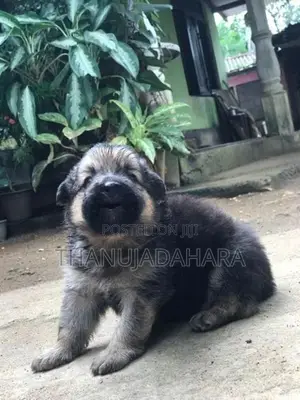Lion Shepherd Puppy