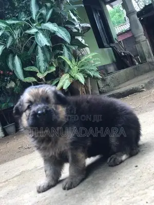 Lion Shepherd Puppy
