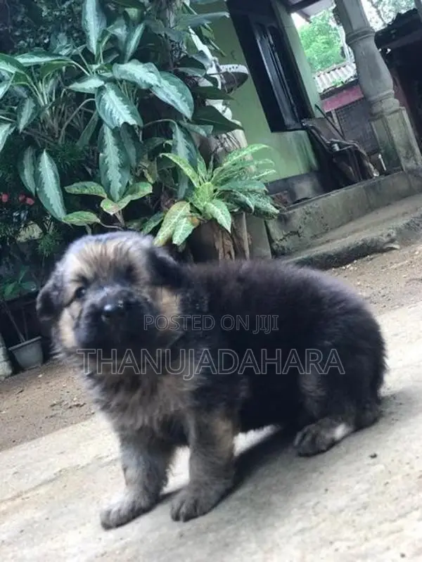 Lion Shepherd Puppy
