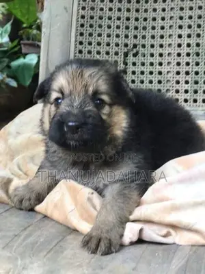 Lion Shepherd Puppy