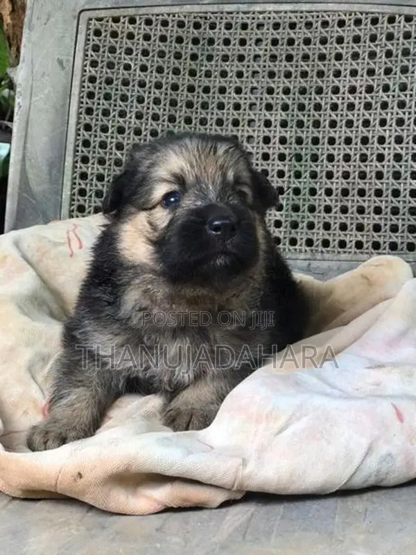 Lion Shepherd Puppy