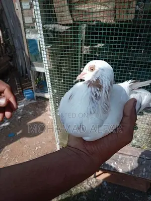 Pigeon