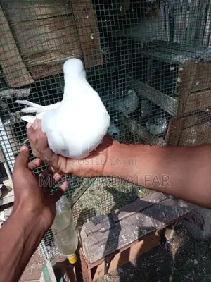 Pigeon