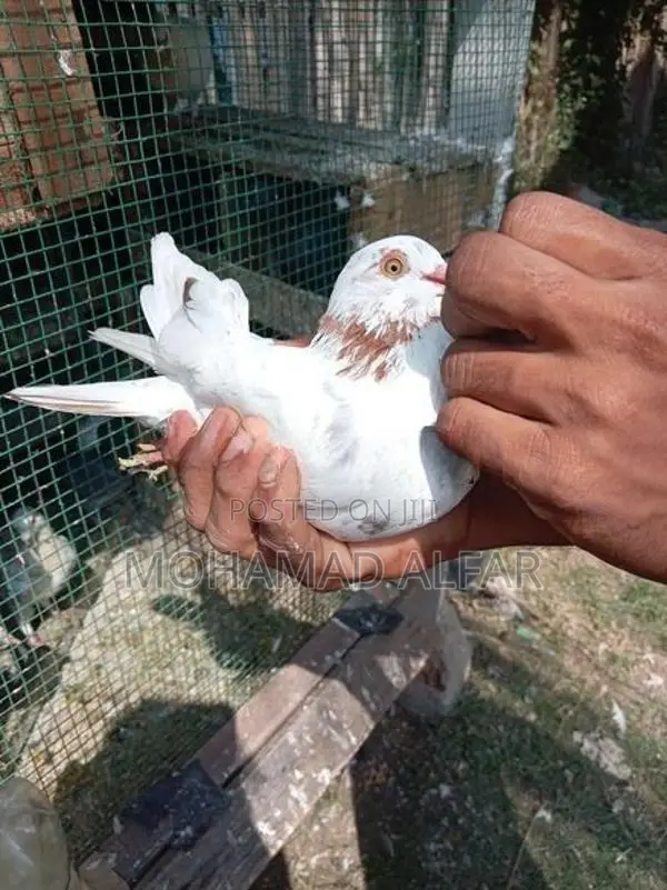 Pigeon