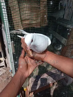 Pigeon