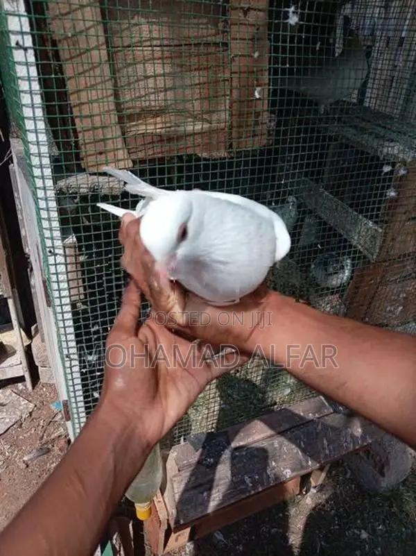 Pigeon