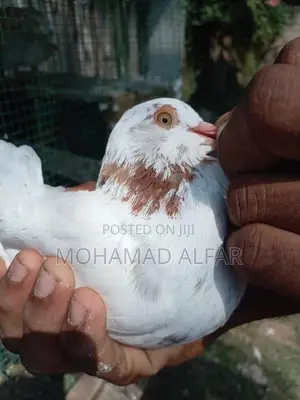 Pigeon