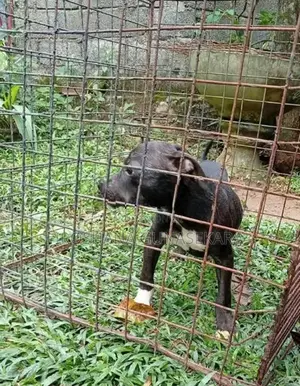 American Bully Puppy