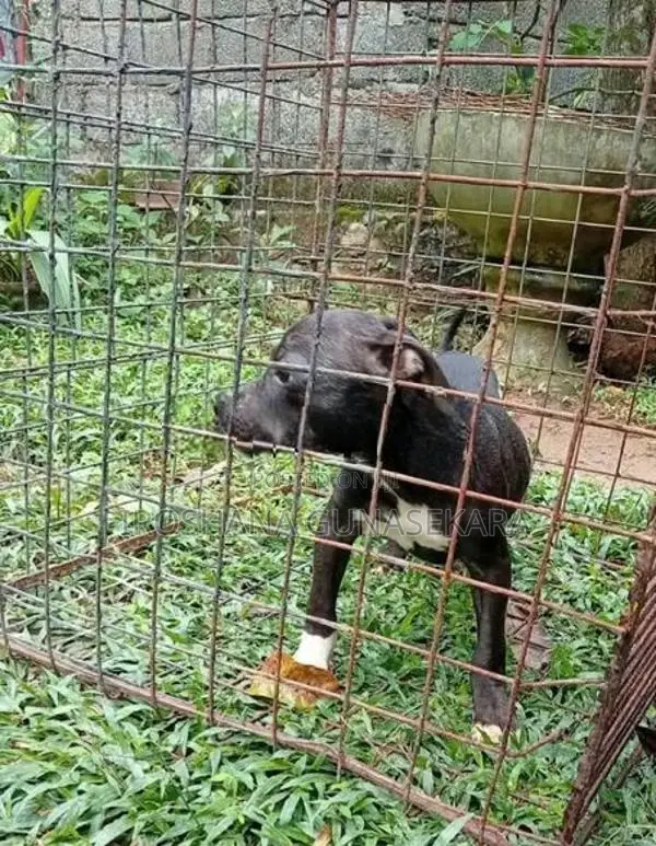 American Bully Puppy