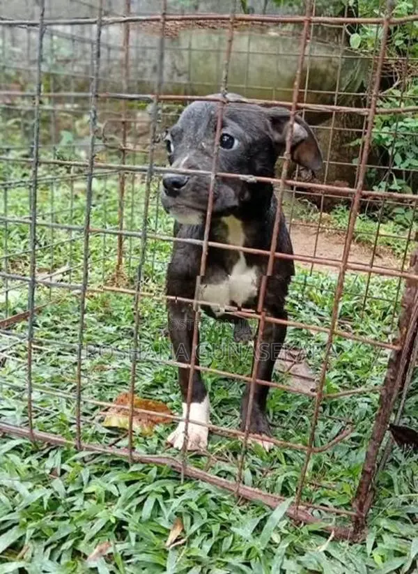 American Bully Puppy