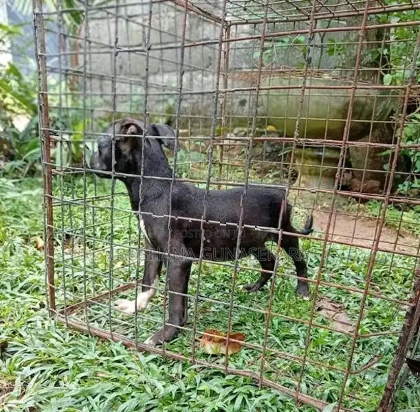 American Bully Puppy