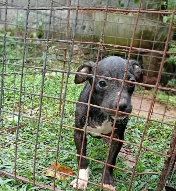 American Bully Puppy