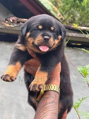 Rottweiler Puppies