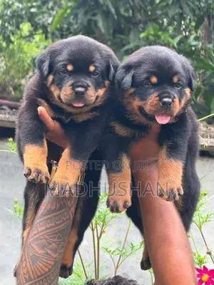 Rottweiler Puppies