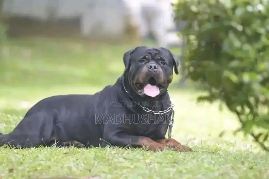 Rottweiler Puppies