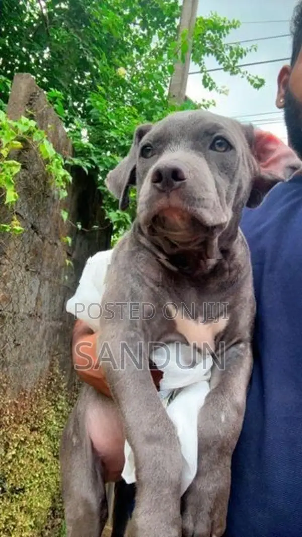 American Bully Puppies