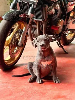 American Bully Puppies