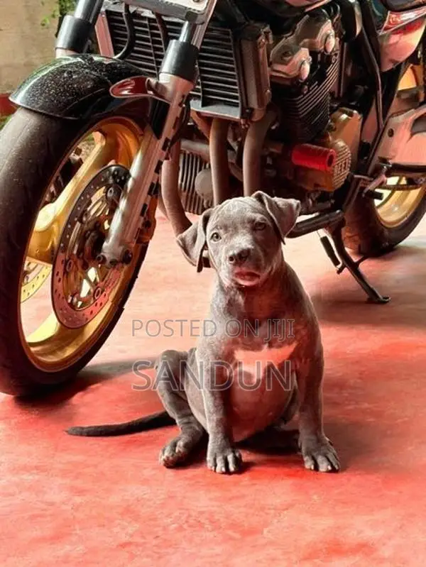 American Bully Puppies