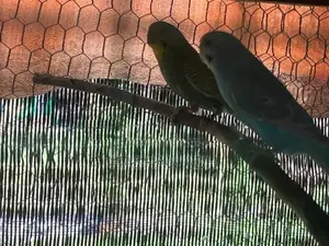 Breeding Love Birds