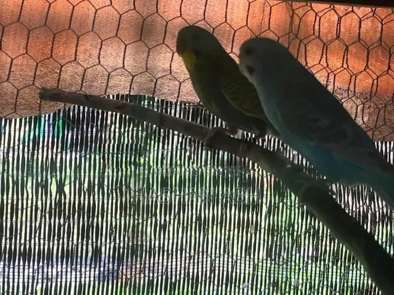 Breeding Love Birds