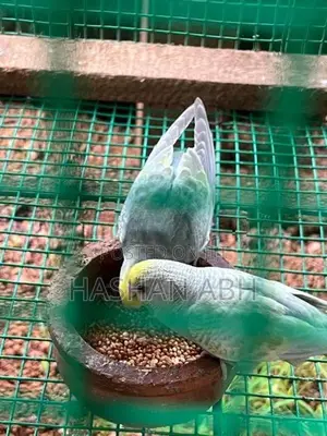 Breeding Love Birds