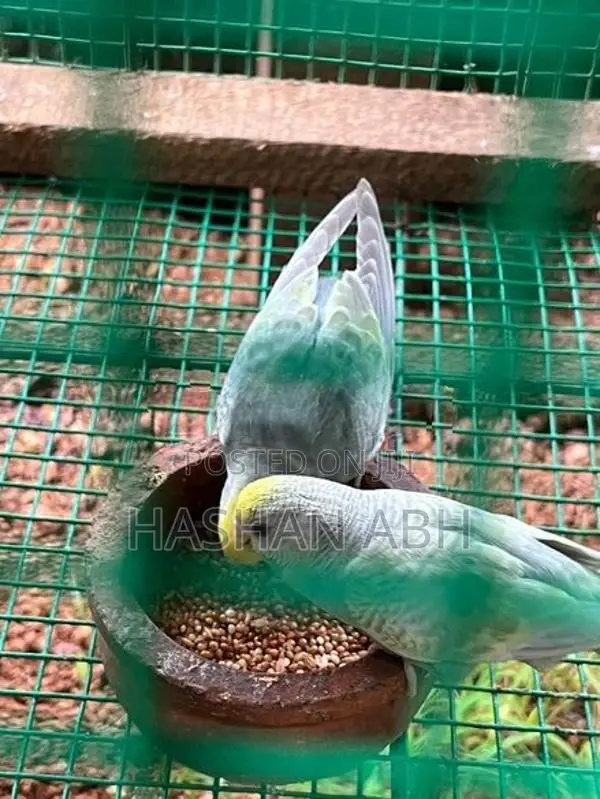 Breeding Love Birds