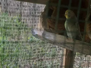 Breeding Love Birds