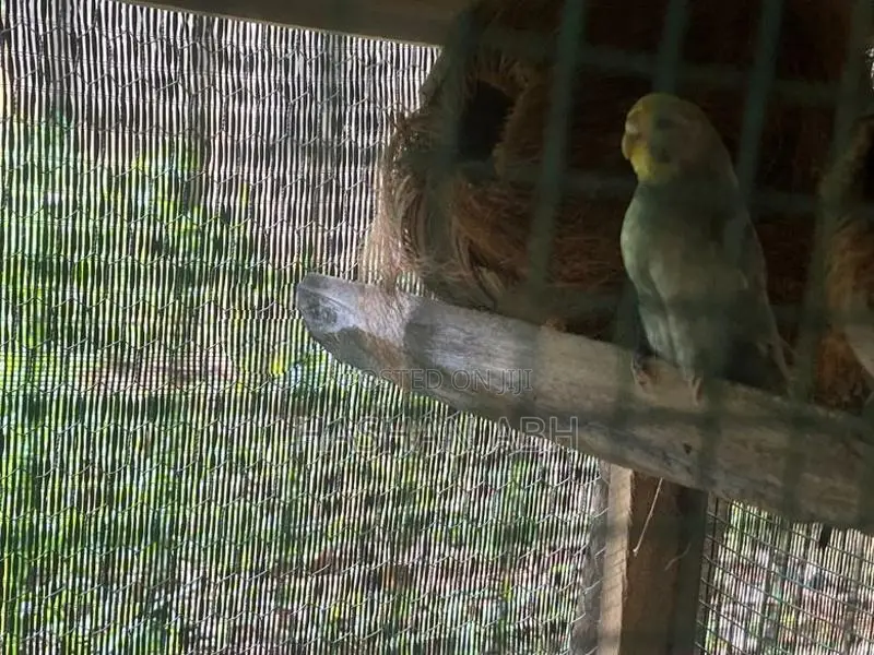 Breeding Love Birds