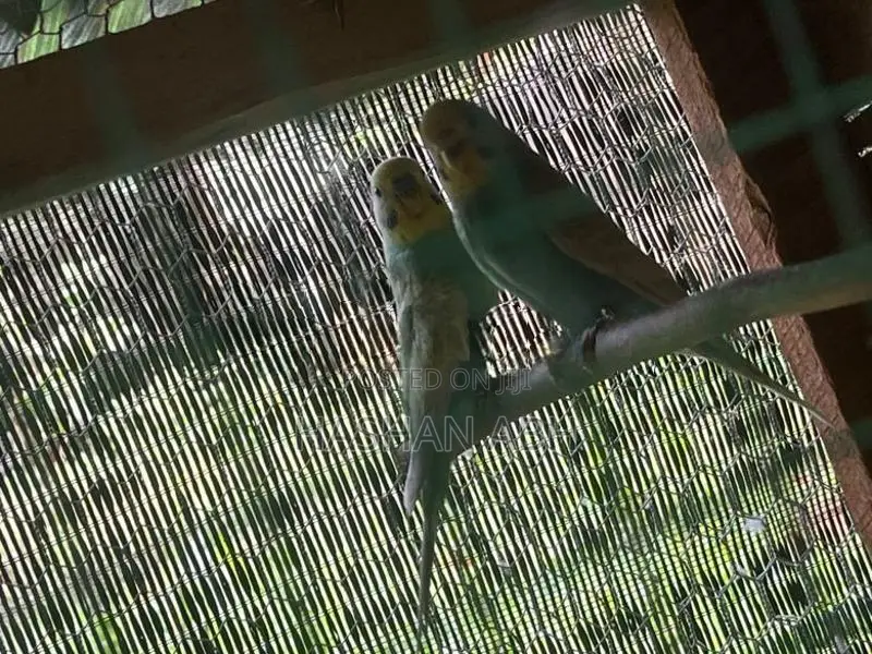 Breeding Love Birds