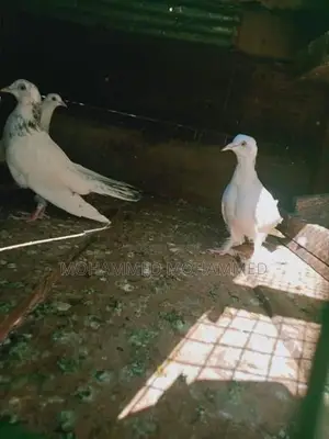 Pigeons