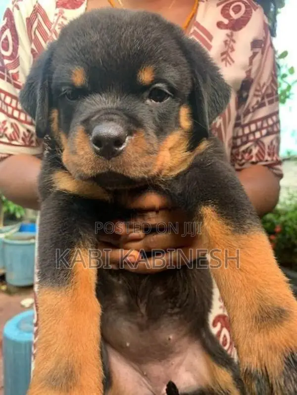 Rottweiler Female Puppies
