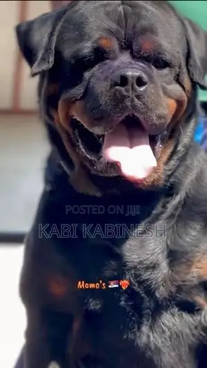 Rottweiler Female Puppies