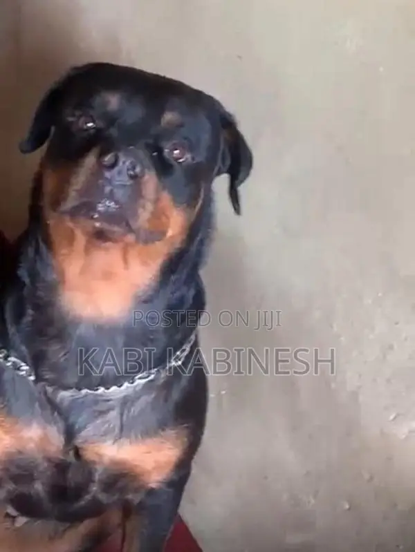 Rottweiler Female Puppies