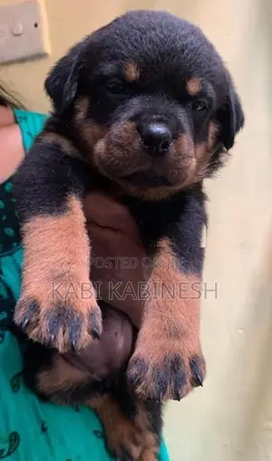 Rottweiler Female Puppies