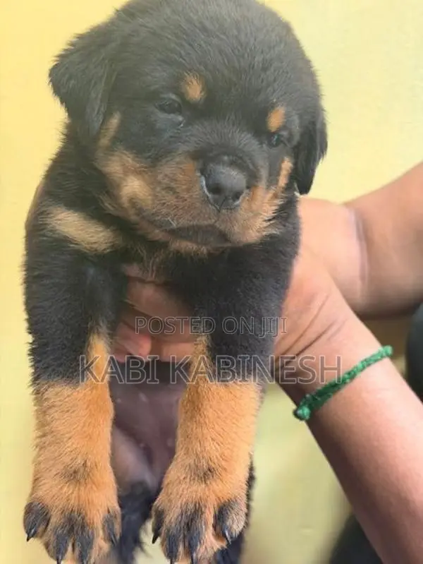 Rottweiler Female Puppies