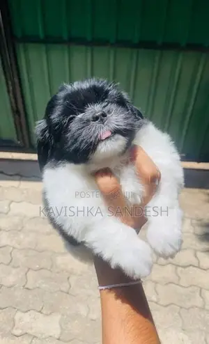 Shih Tzu Puppies