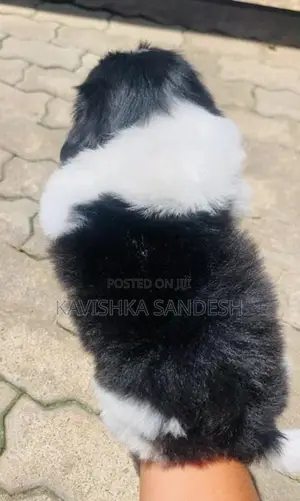 Shih Tzu Puppies