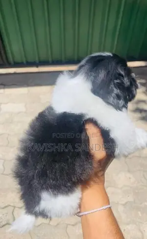 Shih Tzu Puppies