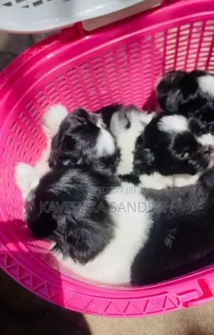 Shih Tzu Puppies